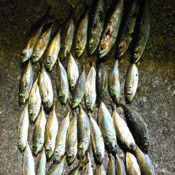 アジングナイト